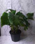 Продам Калатея Нетворк (Мозаічна) Calathea Network.