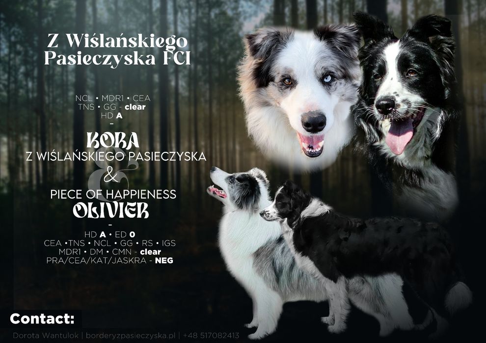 Szczeniaki Border Collie ZKwP FCI