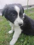Pies Border Collie | Szczeniaki Border Collie do odbioru