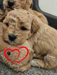 MALITIPOO piekne  Do Rezerwacjii