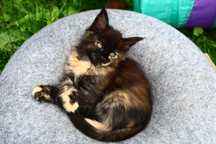 Bella ... Maine Coon