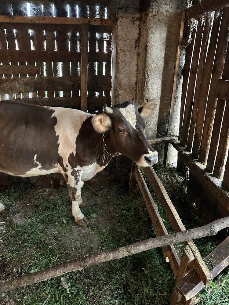Маю на продажу 6 корів