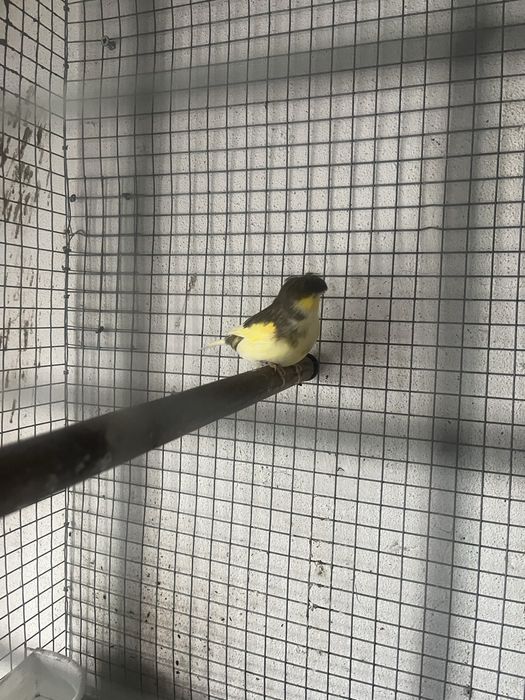 Femea caneio gloster