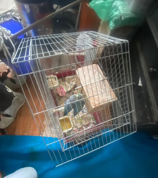 Vendo casal de agapornis  com gaiola