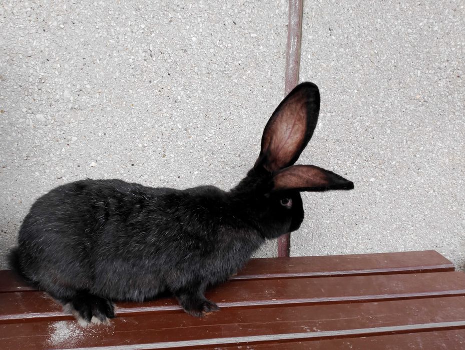 Srokacz niemiecki samiec