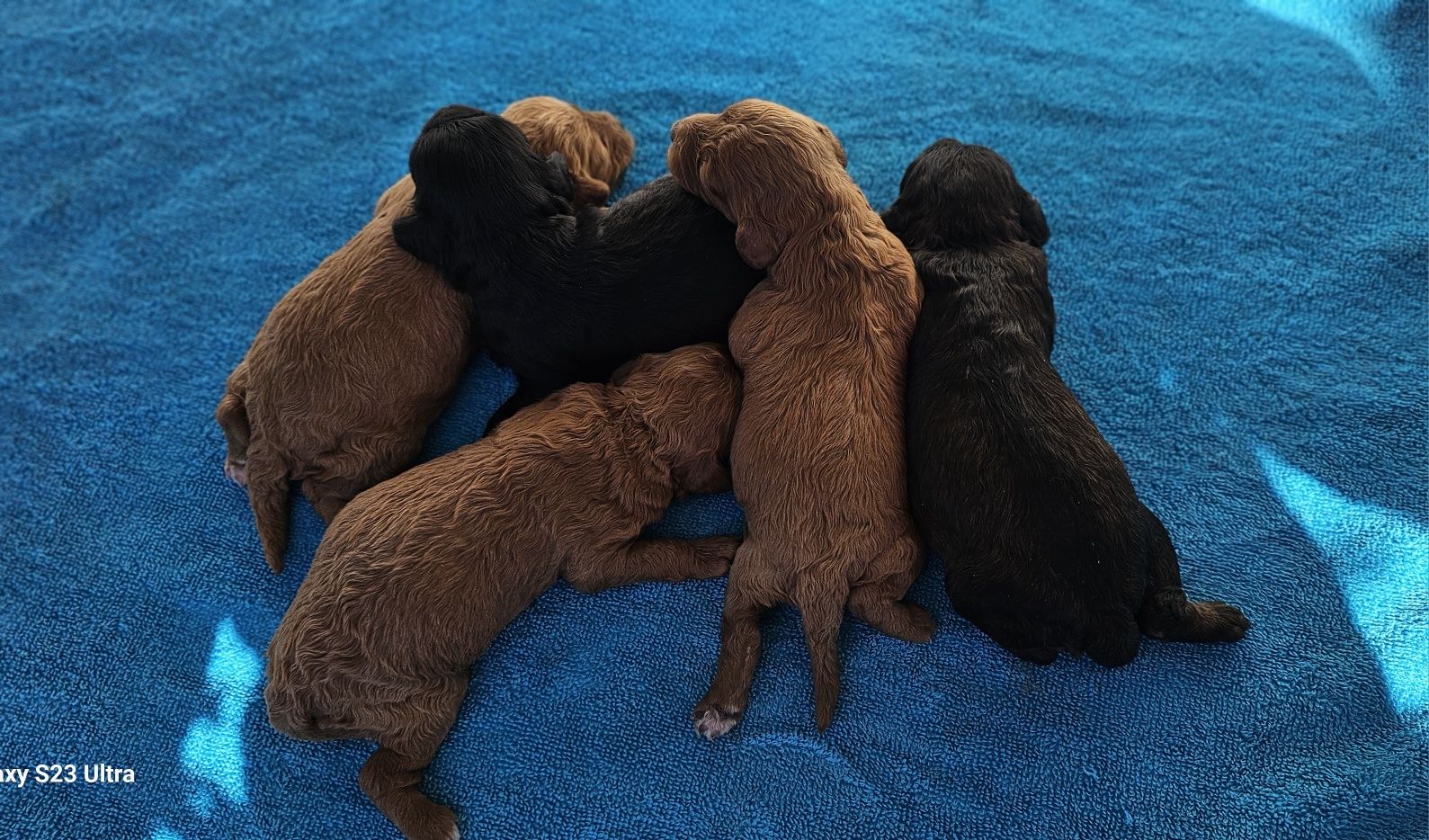 Cavapoo cavadoodle piesek f1b
