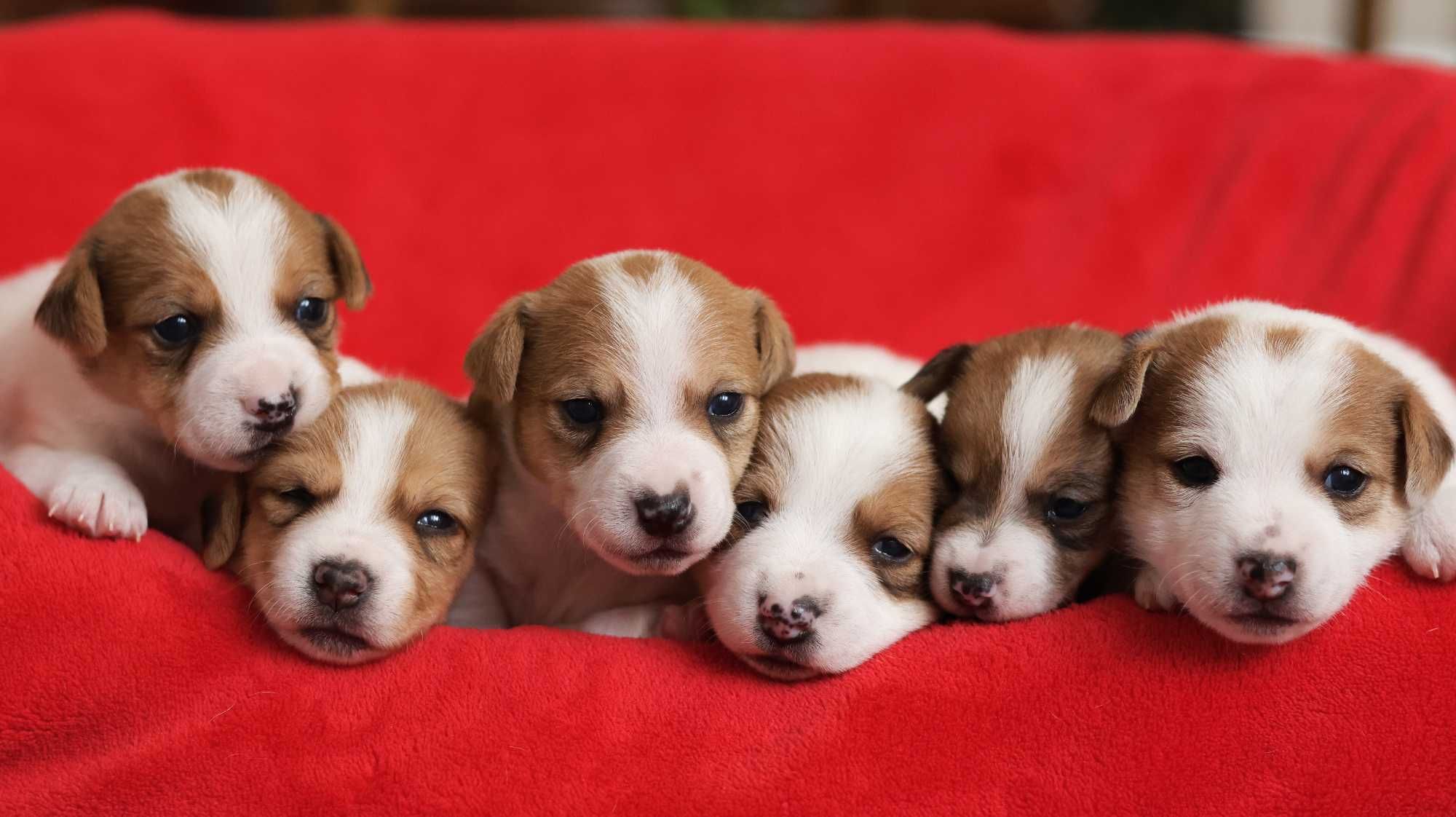 PIESEK Jack Russell Terrier z hodowli BREFIO/ badania genetyczne