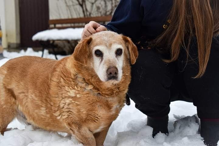 Nasz Rudolf w zimowej odsłonie poleca się się adopcji!