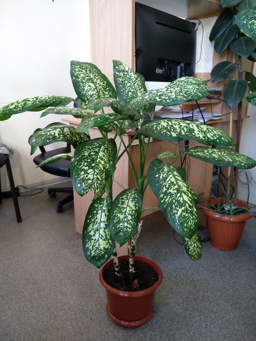 Дифенбахия дифенбахія 90-140 см домашний цветок в горшке Днепр