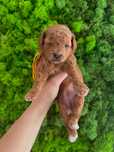 Maltipoo piękna sunia, badania genetyczne, HODOWLA PREMIUM