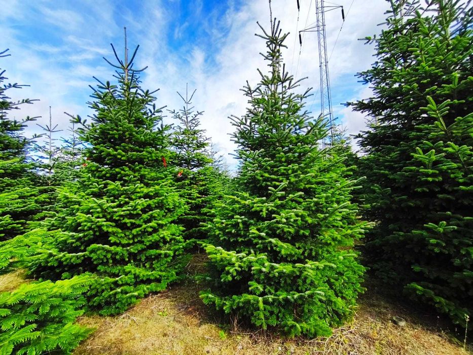 Jodła kaukaska cięta PRIMA PREMIUM 350-550cm