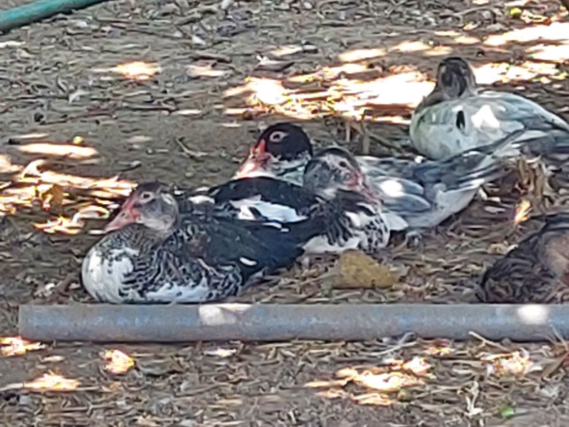 patos mudos caseiros casal