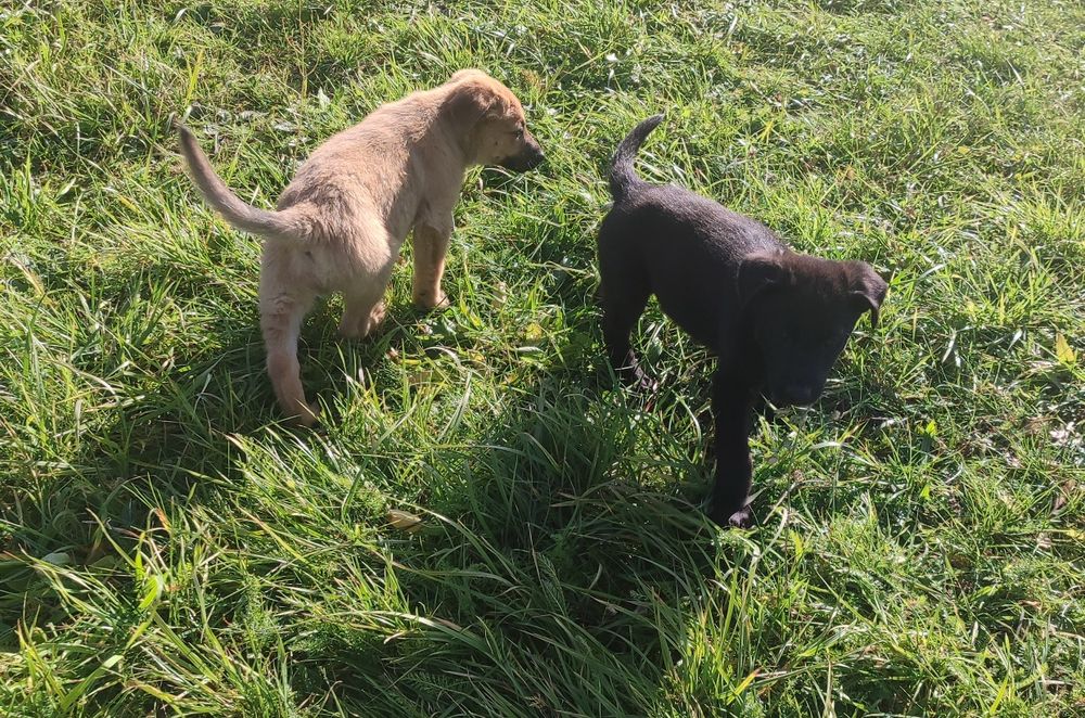 Szczeniaki szukają nowego domu