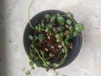 Peperomia prostrata string of turtles