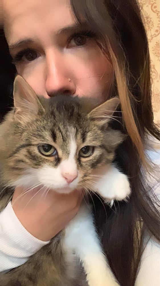Шукають дім котик і кішка,вітдам в дорі руки