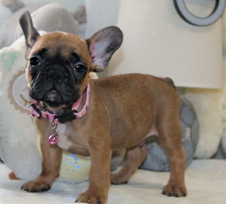 Розкішні французики