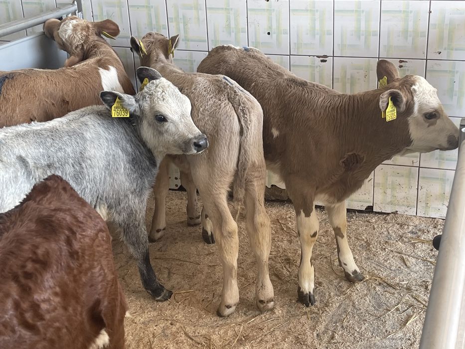 Cielaki byczki jałóweczki