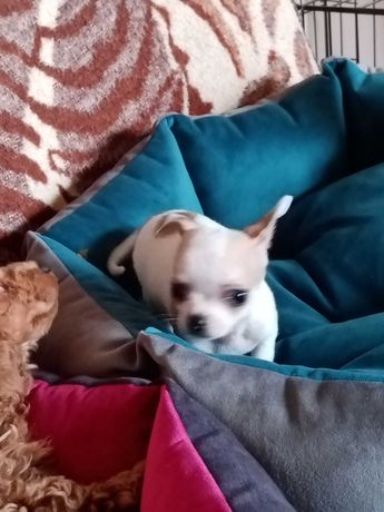 Chihuahua -mini piesek