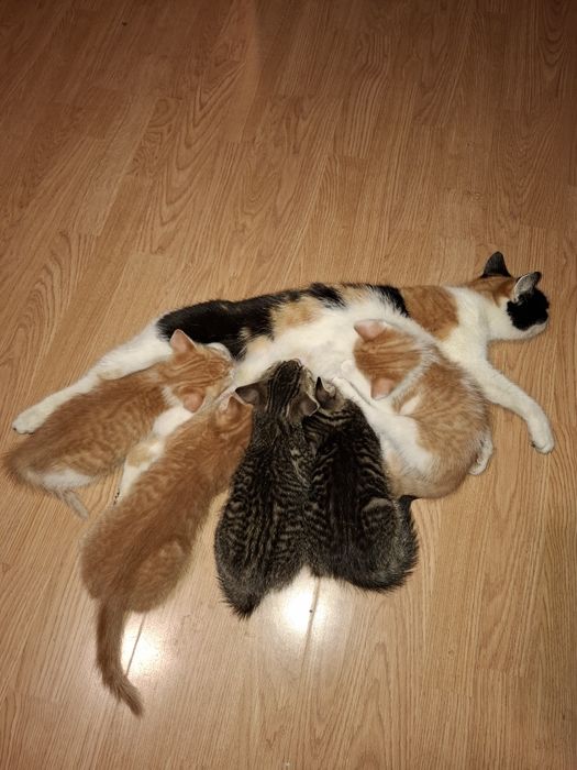 Kot kotki koty oddam