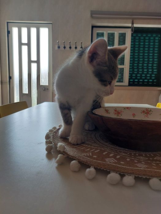 Gatinhos bebês com esterilização gratuita para adoção