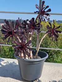 Planta suculenta negra aeonium arboreum