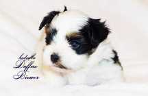 York Biewer Yorkshire Terrier