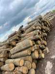 Sprzedam drewno olchowe (olcha)