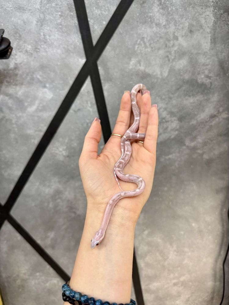 wąż zbożowy odmiany ultramel anery motley scaleless poss red