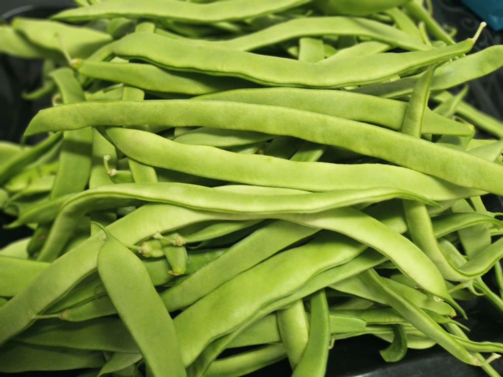 Feijão verde do dia