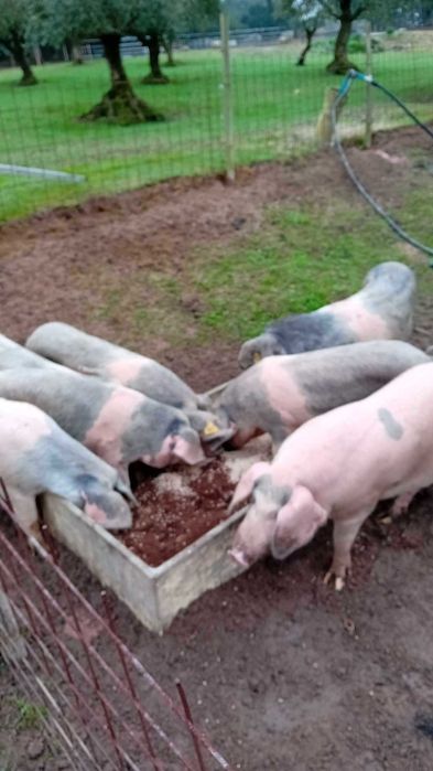 porcas bisaras  com varias idades