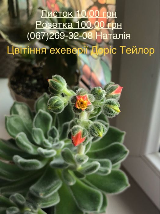 Ехеверія види. Ечеверія.