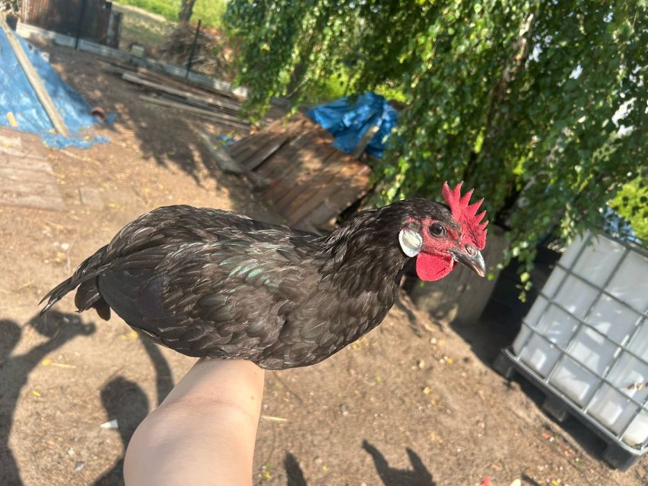 Sprzedam kogutki z kwietnia