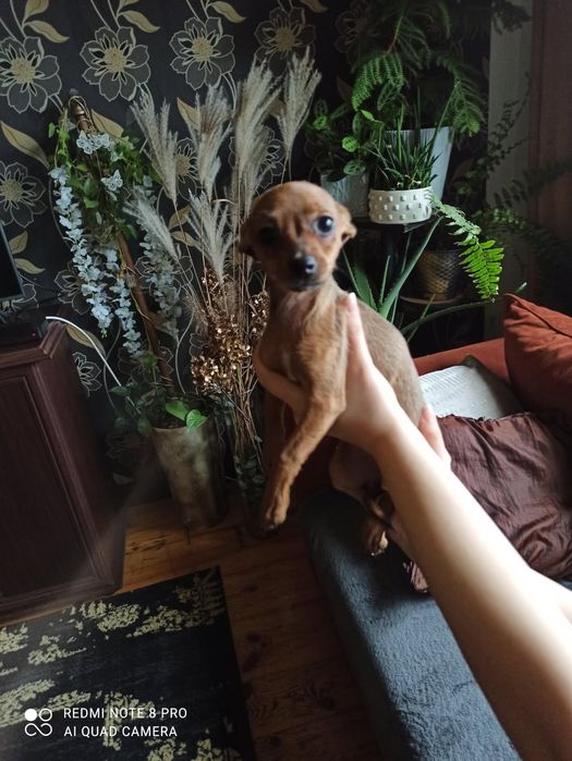 Pinczer miniaturowy xxs Szczeniak, Piesek