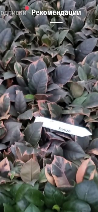 Фікуси 5 сортів та добриво