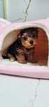 Sunia Yorkshire terrier (zarezerwowana)