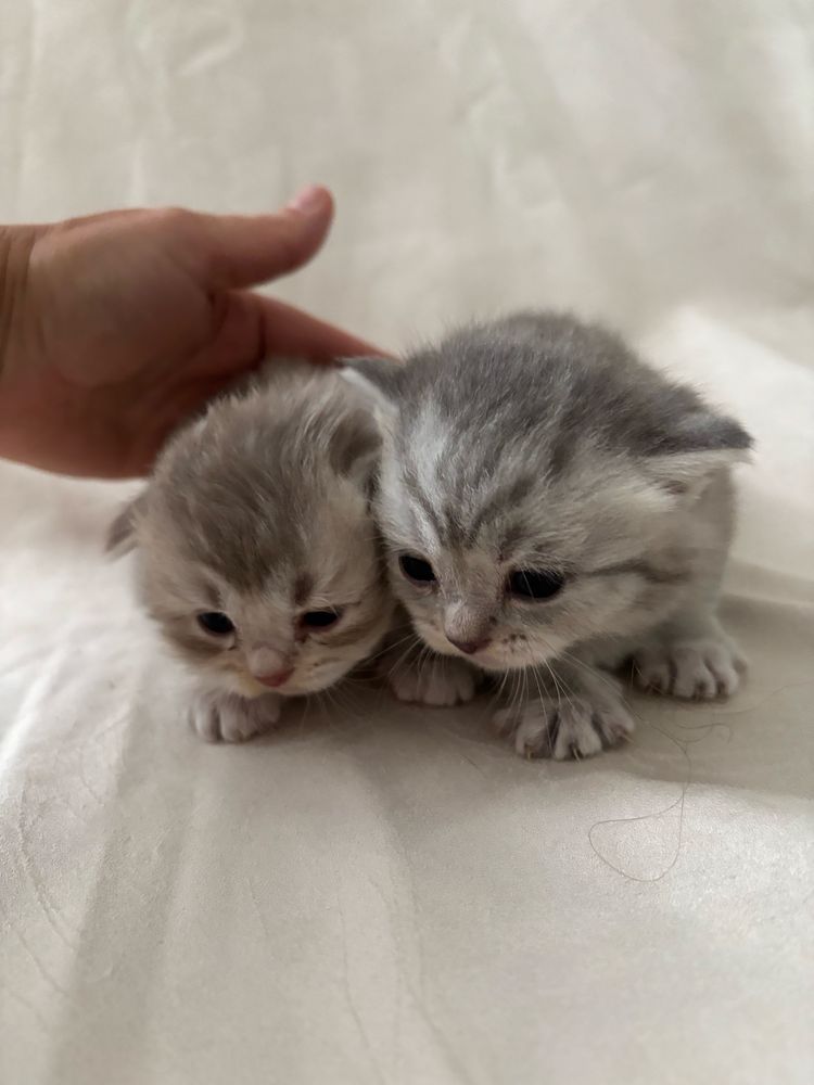 Котята шотландские и Линкс пойнт
