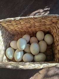 Jaja biegusa indyjskiego i kaczki czubatej