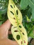 Monstera adansonii variegata wybarwiony szczyt