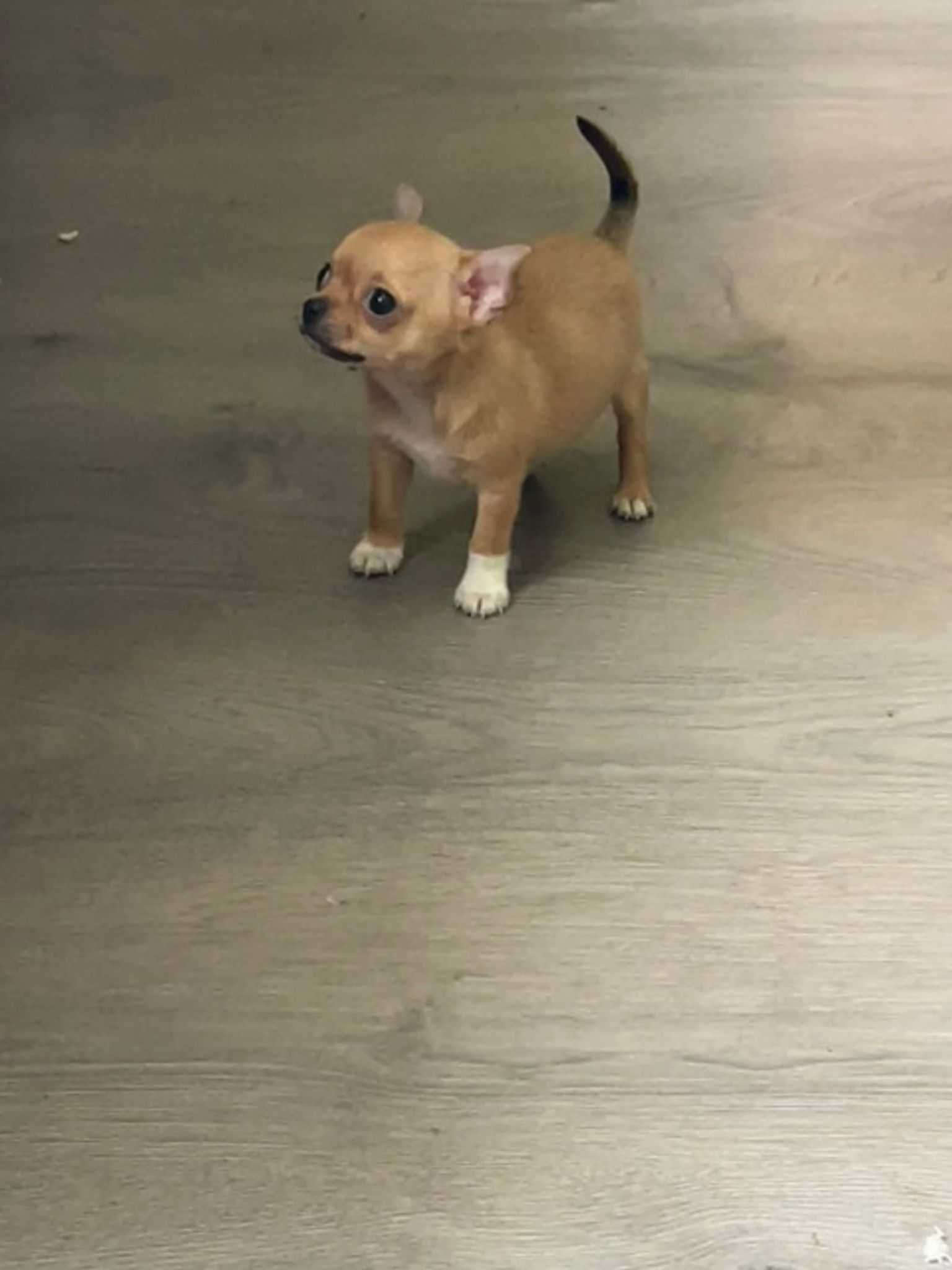 Miniaturowy chihuahua