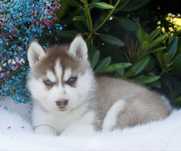 Siberian Husky suczka ZKwP wybitna niebieskooka
