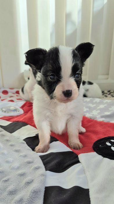 PAPILLON szczeniak ZKwP/FCI spaniel kontynentalny miniaturowy