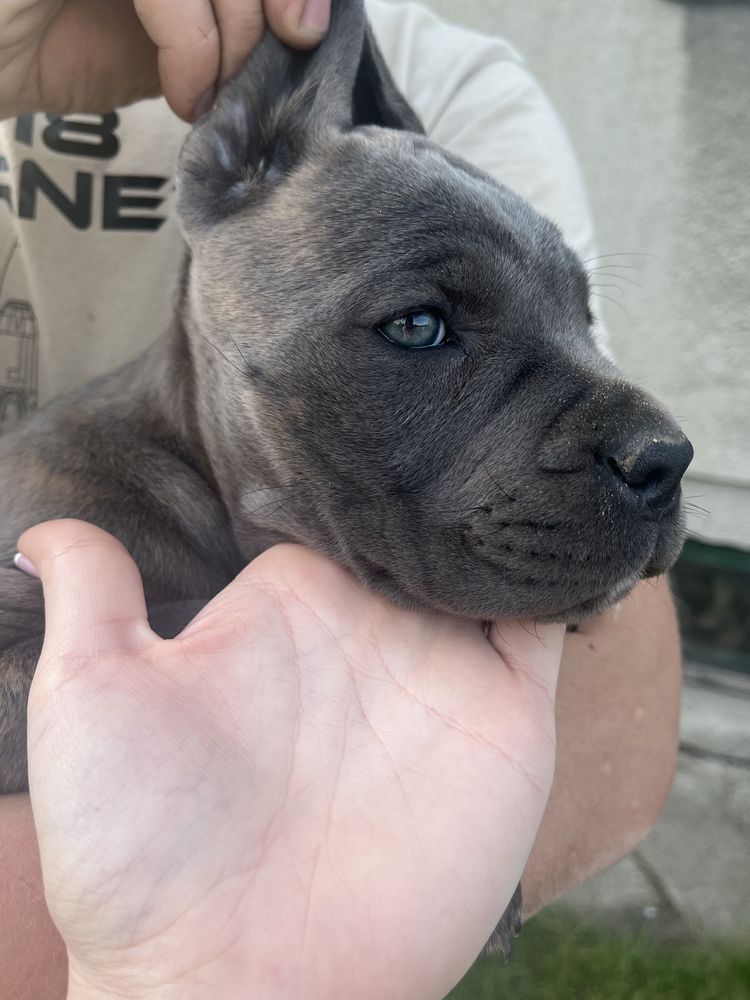 Cane Corso suczka