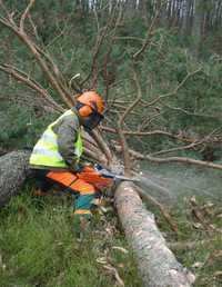 Wycinka drzew-pielęgnacja , karczowanie , oczyszczanie działek , rębak