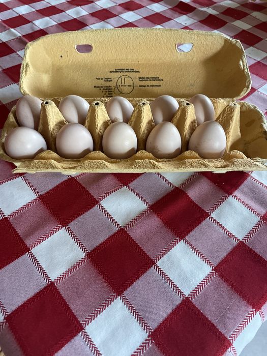 Ovos galados de sedosas do japao.