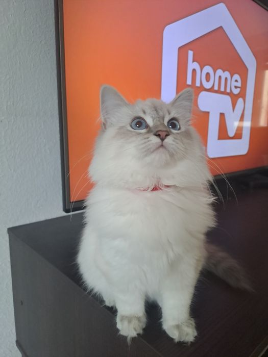 Koteczka Neva Masquerade