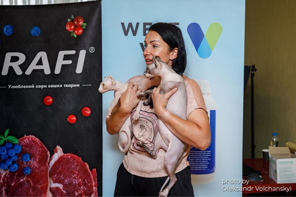 Хлопчики породи Сфінкс, Ельф