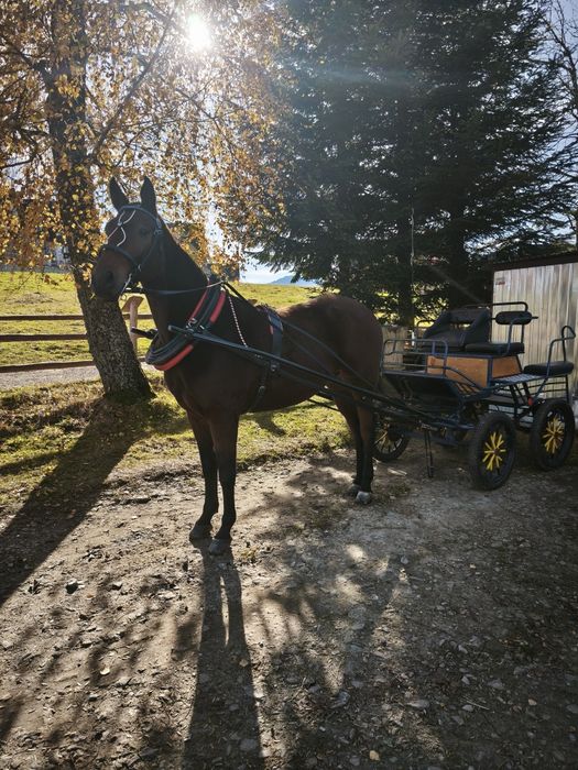 Sprzedam konia mało polski
