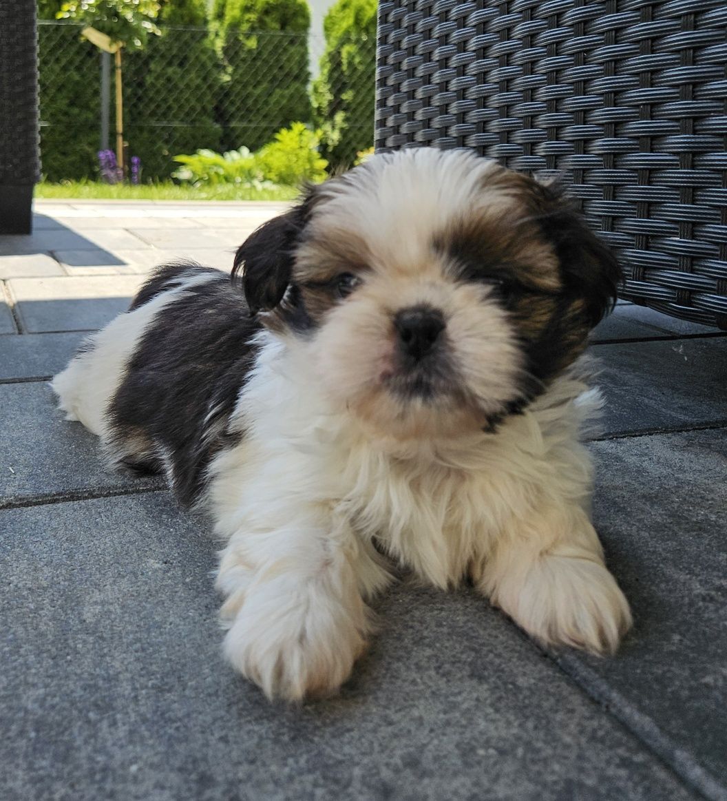 Shih tzu TRI color