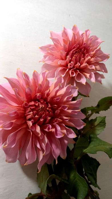 Жоржини продаж поділок