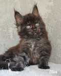 Kocurek Maine Coon Blue Aura